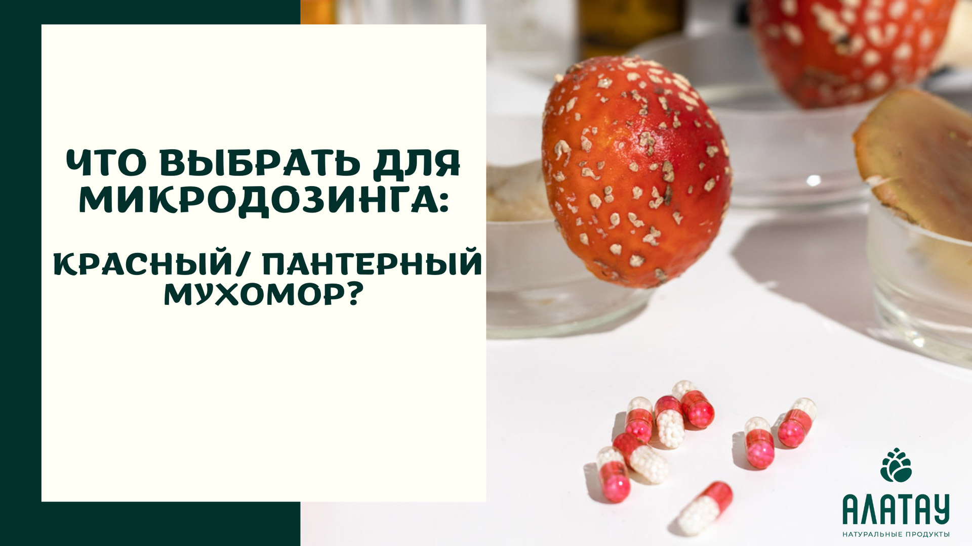 Что выбрать для микродозинга: красный или пантерный мухомор?