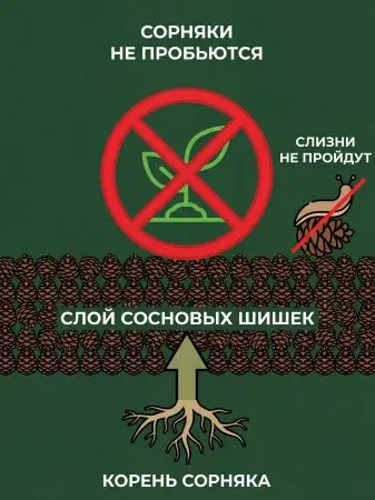 Мульча для сада из шишек целых 5 кг Мульча для сада из шишек целых 5 кг